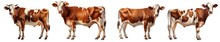 Collection Of PNG. Cow Farm Animals Isolated On A Transparent Background.
