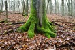 green moss on the tree roots