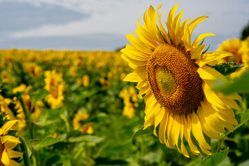 Wall Mural - Sunflower in flower garden on hill of countryside 