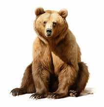 Illustration Of A Sitting Realistic Brown Bear Isolated On A White Background
