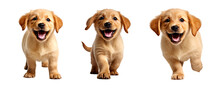 Group Of Baby Golden Labrador Retriever, Isolated On Transparent Or White Background