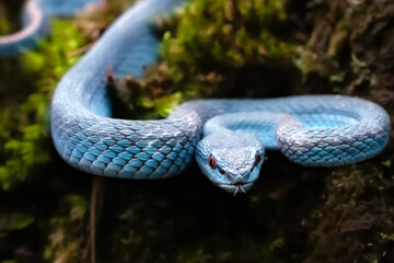 Wall Mural - rimeresurus insularis is a subspecies of pit viper native to indonesia. this small animal, which rea