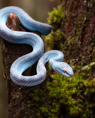 Wall Mural - rimeresurus insularis is a subspecies of pit viper native to indonesia. this small animal, which rea