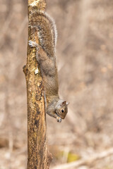 Gray Squirrel (Sciurus carolinensis) demonstrating impressive core strength.  It hangs upside down by its hind feet and still enjoys its meal