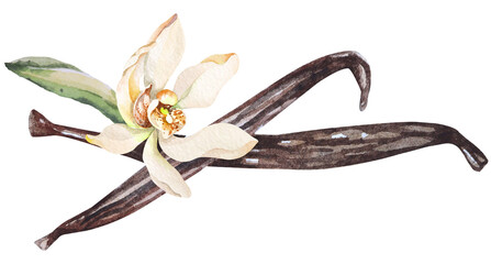 Watercolor Vanilla pods and flower.Dried vanilla beans.Food cooking condiment.Aromatic seasoning ingredient for cookery and sweet baking