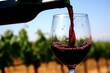An image of a wine glass being filled with red wine, with a backdrop of grapevines in the vineyard, symbolizing the longstanding tradition of winemakin