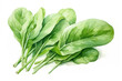 Vegetable leaves healthy organic food fresh health background nature spinach green plant