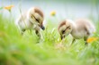 goslings nibbling on grass in a meadow