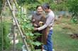 happy asian elderly couple talking how to take care of pumpkin plant by searching on online tablet computer in vegetables garden,concept of older adult lifestyle,activity,hobby,relaxing in nature