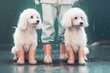 Generative AI, White small dogs in the rain wearing Wellington gum rain boots standing in a puddle together outside with raindrops falling, AI, illustration