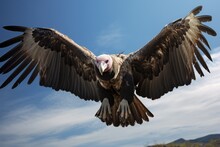 Griffon Vulture Gyps Fulvus Flying In The Blue Sky, Huge Vulture In Flight, Low Angle View, AI Generated