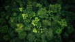 From a bird's eye view, we can see a green forest with many different kinds of trees and plants, macro photography, Tropical, 64K, high detail