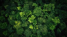 From A Bird's Eye View, We Can See A Green Forest With Many Different Kinds Of Trees And Plants, Macro Photography, Tropical, 64K, High Detail