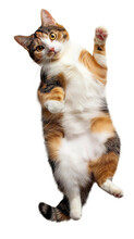 Cute Calico Cat Lying On Back And Showing Belly Isolated On White Or Transparent Background, Png Clipart, Design Element. Easy To Place On Any Other Background.