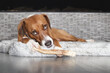 Happy dog chewing on antler while looking at camera. Puppy dog gnawing on a long antler lying on a pillow. Dental health and mental enrichment toy. 2 years old female Harrier mix dog. Selective focus.