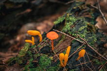 Orange And Yellow Mushroom Fungi Growing On Decaying Log With, Green Moss