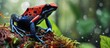 Costa Rican rain forest morphs red blue poison frog.