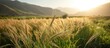 Wheat grain produces grass for Nowruz festivities.