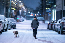 Stockholm, Sweden, A Woman Walks The Snowy Street With A Bichpoo Dog On A Leash In The Winter Night.