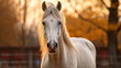 White horse standing in fenced area. Suitable for equestrian themes and animal-related designs.