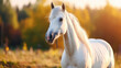 White horse gracefully standing on top of vibrant and lush green field. Perfect for nature and animal-themed projects.