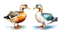 Carolina Duck, Watercolor Clipart Illustration With Isolated Background.
