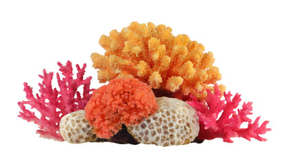 Coral reef - isolated on transparent background