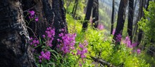 New Green Foliage And Purple Fireweed Flowers Contrast With Charred Tree Trunks From The Kenow Fire Of 2017 At Blakiston Falls Trail In Waterton Lakes National Park, Alberta, Canada.