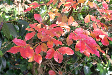 Wall Mural - autumn red leaves splash on the green garden background