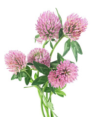 Wall Mural - Fresh bunch of pink clover flowers isolated on a white background. Medicinal herbs, Trifolium pratense.