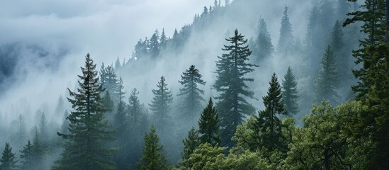 Poster - Misty view of pine forest in wet mountain area.