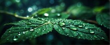 Green Leaf With Sparkling Water Drops Glistening In The Dark Theme. A Mesmerizing Abstract Background For Your Banner