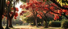 Colorful Trees With Blooming Red Flowers In A Park: Royal Poinciana And Peacock Flower Trees.