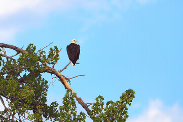 a bald eagle high upon a cottonwood tree observing its surroundings against a blue sky and white clo