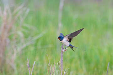 Poster - Barn Swallow, Hirundo rustica on a branch.