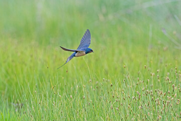 Poster - Barn Swallow flying over wetland, Hirundo rustica.