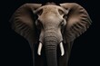 Mesmerizing elephant frontal on a dark background.
