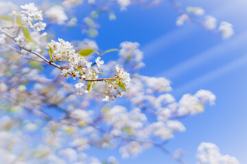 Wall Mural - Pear tree blossom, beautiful floral background. branch of tree with small white flowers in bloom. Springtime contest, copy space for the text