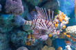 Volitans Common Lionfish in sea aquarium.