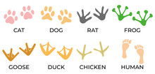 duck-animals-free-stock-photo-public-domain-pictures