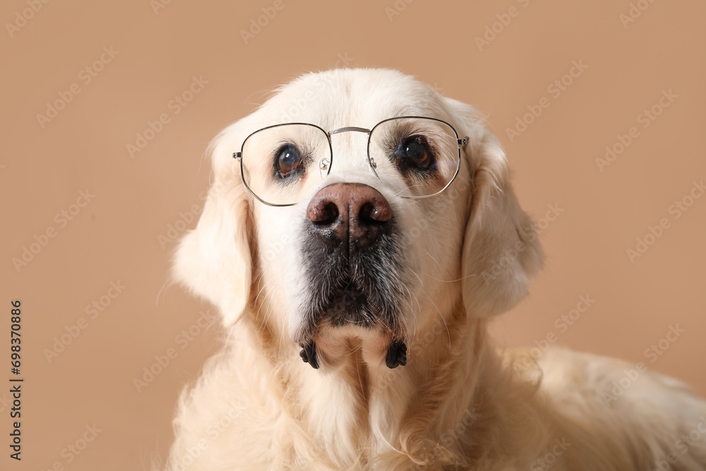 Adorable golden retriever in eyeglasses on beige background