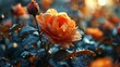 Beautiful orange rose with drops of dew on the petals