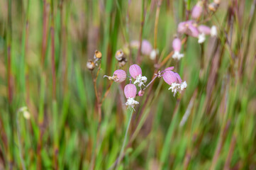 Wild Bladder Campion Flowers at Arcadia Dunes Baldy Dune Trail, near Arcadia, Michigan.