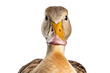 Cute Duckling Close-Up Isolated on Transparent Background