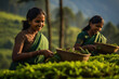 Female labor working at tea field