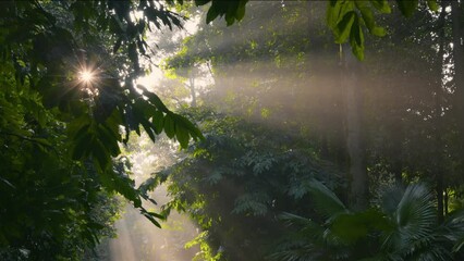 Fototapete - Morning forest with rays of rising sun. Sun rays break through the foliage of trees. Sunrise in green forest. Gimbal high quality shot