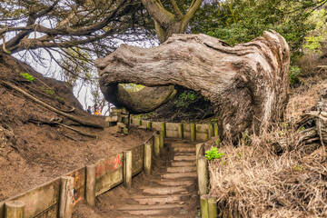 Wall Mural - Twisted tree on the Land's End Trail leading to Mile Rock Beach in San Francisco, California, Golden Gate National Recreation Area