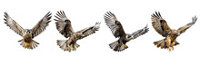 Set Of Majestic Bird Of Prey In Flight On A Transparent Background