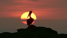 A Pelican On A Rock Sunset View Amazing Landscape 4K Slow Motion
