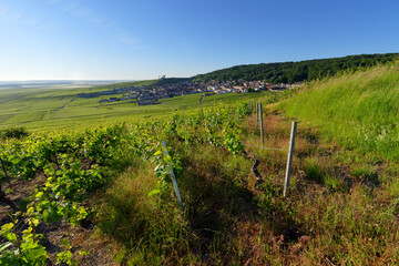 Canvas Print - Verzenay Vineyard in the Reims mountain Regional Nature Park